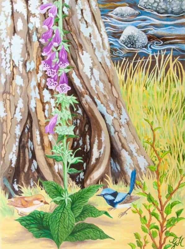 Foxglove and Blue Wrens by Geraldine Hum