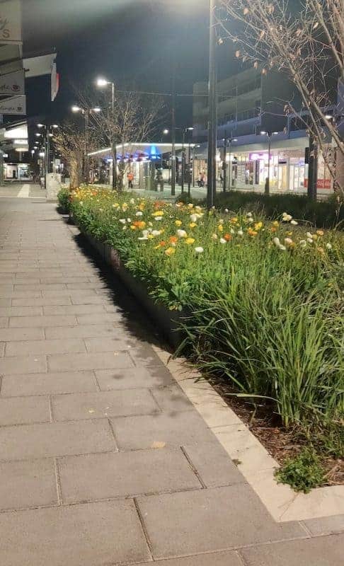 Floriade in Gungahlin, Floriade Trail 2020
