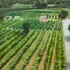 Vineyard Umbria by Roger Beale AO