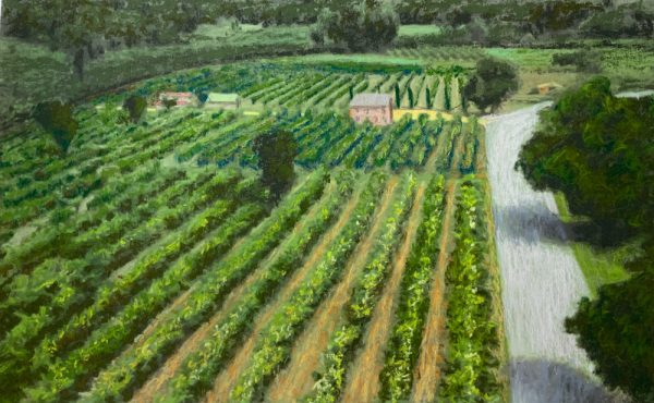 Vineyard Umbria by Roger Beale AO