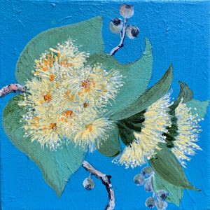 Acacia blossoms II - Arkaroola by Chrissie Lloyd