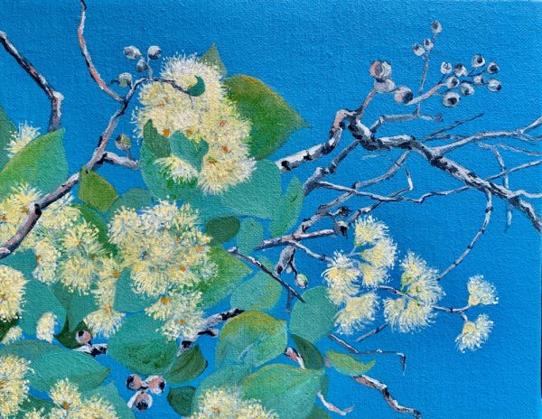 Acacia blossoms I - Arkaroola by Chrissie Lloyd