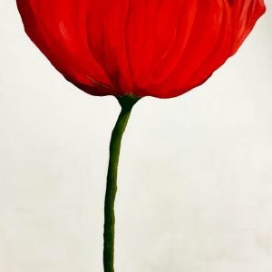 Red Poppy White background by Roger Beale