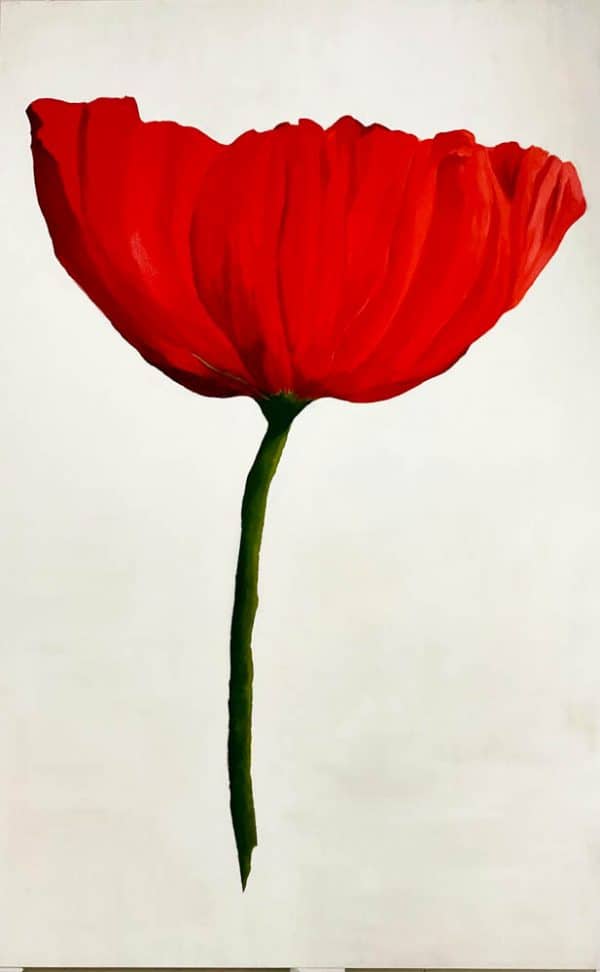 Red Poppy White background by Roger Beale