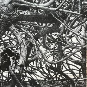 Jacqui Driver - Thicket Thinking