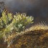 Wattle ready to bloom – Deakin Anticline by Roger Beale AO